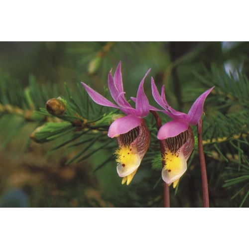 MI, Pair of calypso orchids by a balsam fir